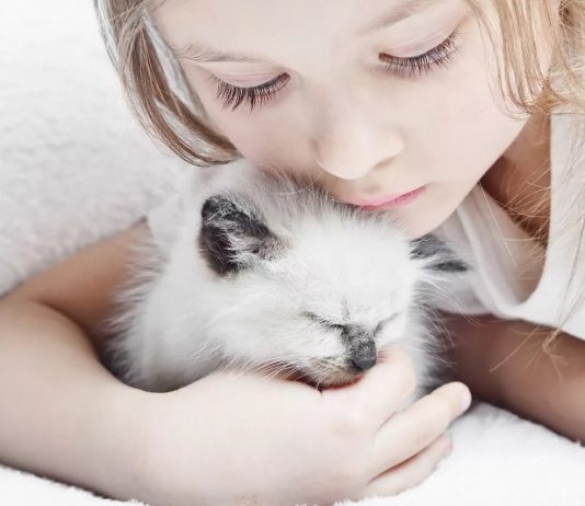 Причины онкологических заболеваний у домашних животных