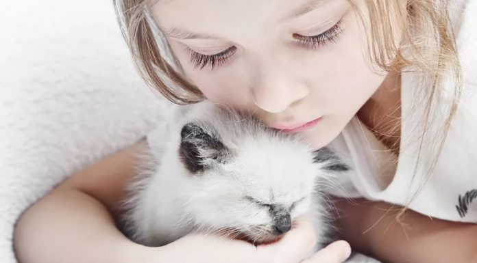 Причины онкологических заболеваний у домашних животных