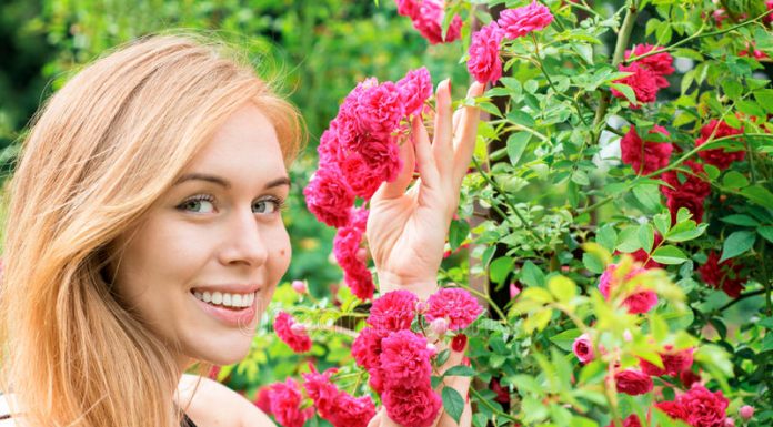 Необходимые удобрения для здоровья садовых роз