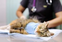 Кастрация котов — безопасно и быстро в Москве и Московской области