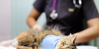 Кастрация котов — безопасно и быстро в Москве и Московской области