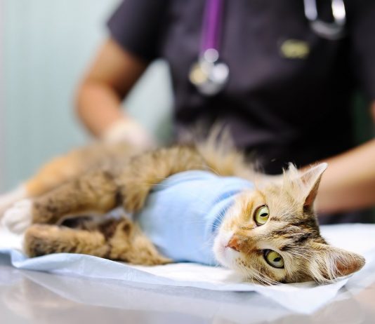 Кастрация котов — безопасно и быстро в Москве и Московской области