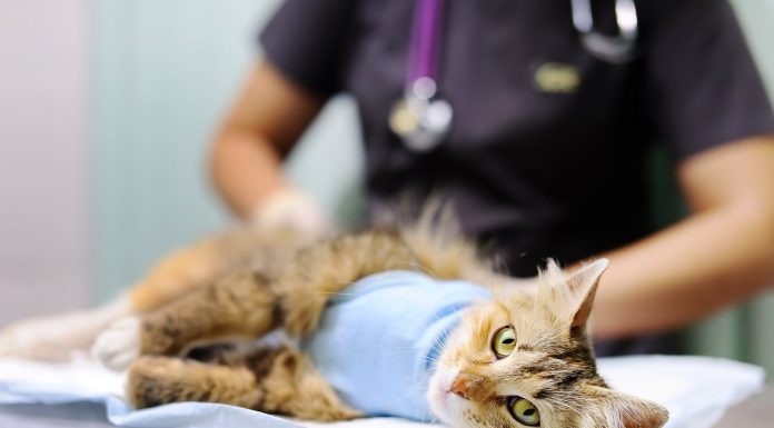 Кастрация котов — безопасно и быстро в Москве и Московской области