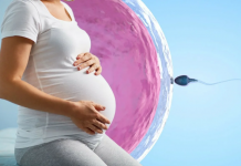 Экстракорпоральное оплодотворение, как шанс