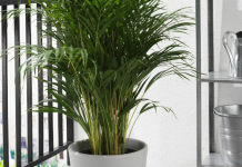 Большие горшки в современном интерьере