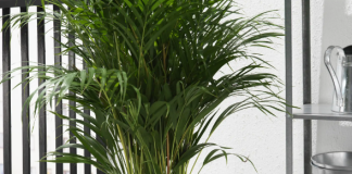 Большие горшки в современном интерьере