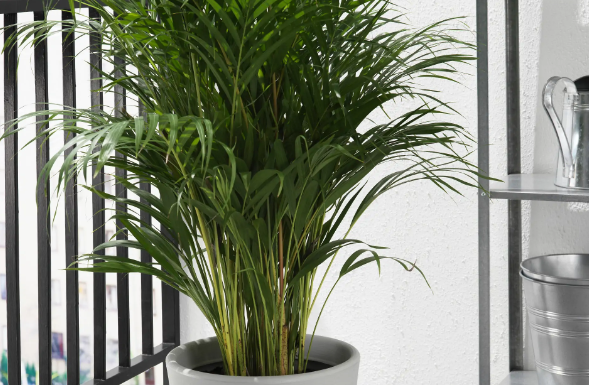 Большие горшки в современном интерьере