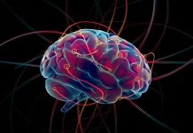 Кортексин и нейропластичность, как он способствует укреплению мозговых связей