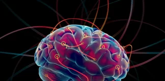 Кортексин и нейропластичность, как он способствует укреплению мозговых связей