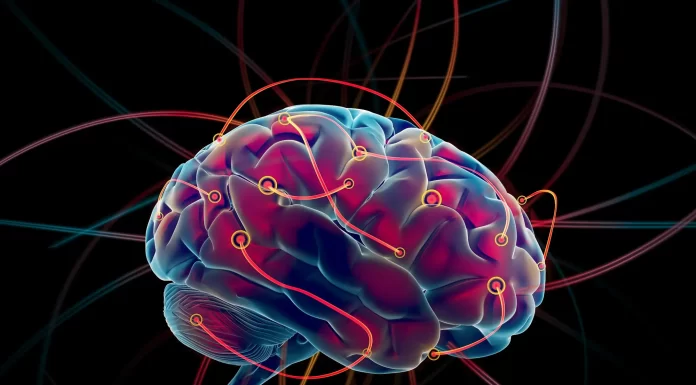 Кортексин и нейропластичность, как он способствует укреплению мозговых связей