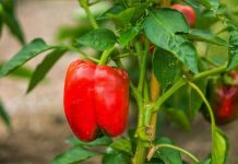 Как получить богатый урожай сладкого перца жителю средней полосы: советы
