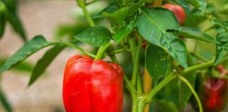 Как получить богатый урожай сладкого перца жителю средней полосы: советы