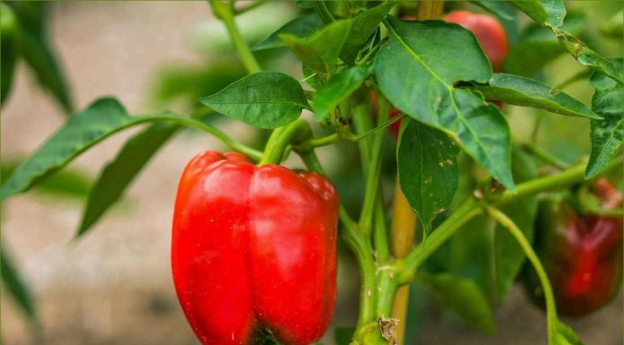 Как получить богатый урожай сладкого перца жителю средней полосы: советы