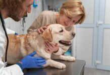 Дерматит у собак: причины, симптомы и лечение