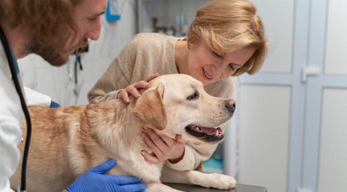 Дерматит у собак: причины, симптомы и лечение
