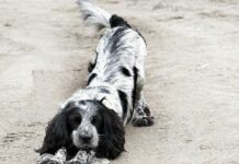 Охотничья русская спаниель: основные характеристики