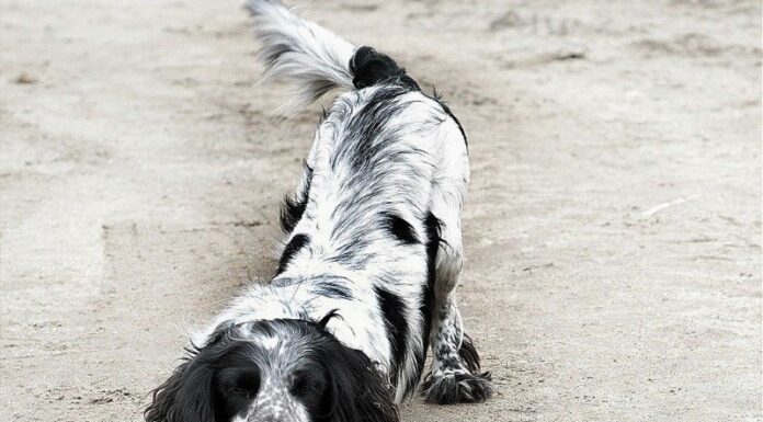 Охотничья русская спаниель: основные характеристики