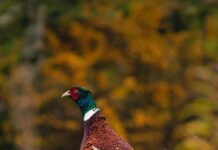 Чучело фазана: что это такое, для чего используют