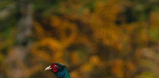 Чучело фазана: что это такое, для чего используют