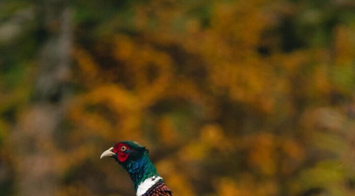 Чучело фазана: что это такое, для чего используют