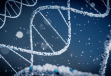 Глутатион: антиоксидант для здоровья и долголетия