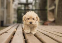 Мальтипу F1: очаровательный гибрид для семьи