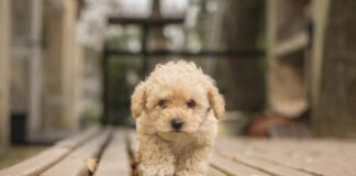 Мальтипу F1: очаровательный гибрид для семьи