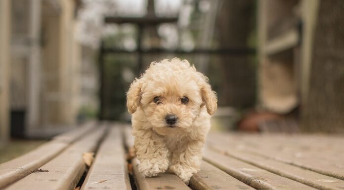 Мальтипу F1: очаровательный гибрид для семьи