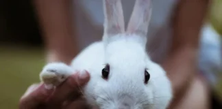 Детский контактный зоопарк: безопасно ли общение с животными и какие правила действуют