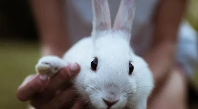 Детский контактный зоопарк: безопасно ли общение с животными и какие правила действуют