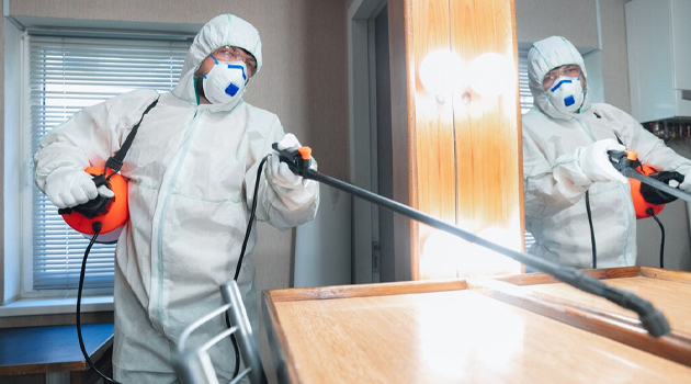 Профессиональная дезинсекция от муравьев: избавляемся от вредителей