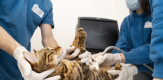 Ветеринарные услуги в Воронеже: профессиональная забота о ваших питомцах