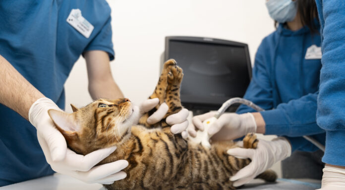 Ветеринарные услуги в Воронеже: профессиональная забота о ваших питомцах